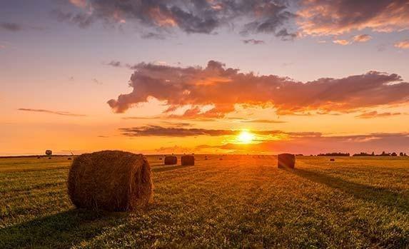 Agriculture and Farming