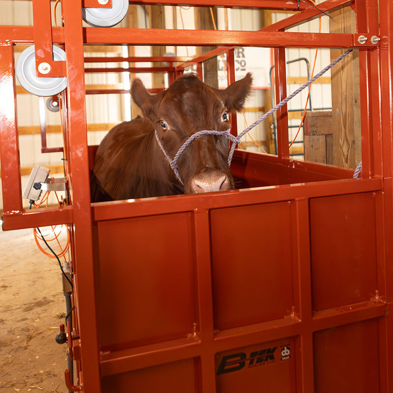 Large Single Animal Livestock Scale