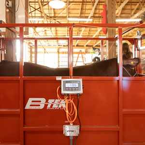Large Single Animal Livestock Scale